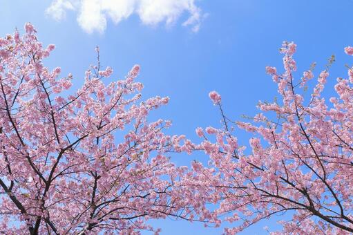 青空とピンク色の桜 河津桜,サクラ,桜の写真素材