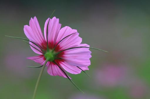コスモスのバックスタイル-3 コスモスのバックスタイル-3 コスモス,花,秋の写真素材