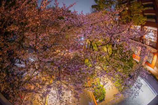 A night road surrounded by cherry blossoms, JPG A night road surrounded by cherry blossoms, JPG