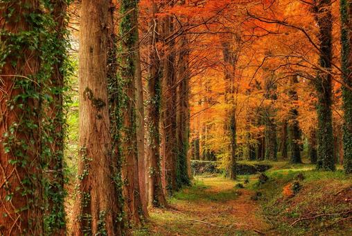 メタセの杜 メタセコイア,メタセの杜,秋の写真素材