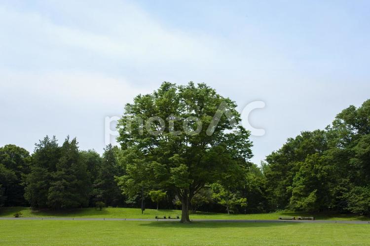 公園の木 木,大樹,素材の写真素材