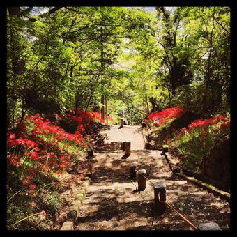 Spider Lily Stairs, JPG Spider Lily Stairs, JPG
