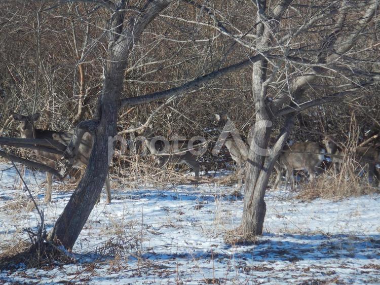擬態するエゾシカ エゾシカ,蝦夷鹿,擬態の写真素材
