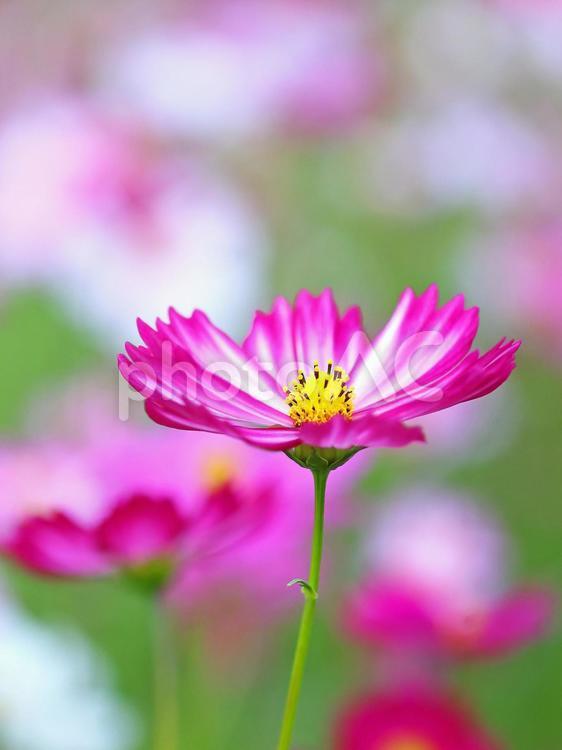 秋桜の花　コスモス　ピンクの花 コスモス,秋桜,こすもすの写真素材