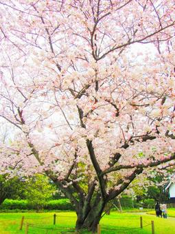 桜の木 桜の木の写真
