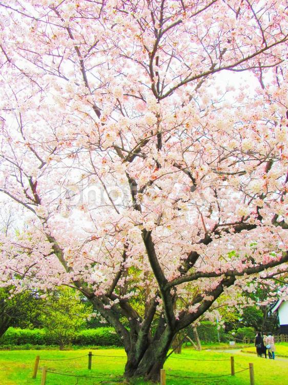 桜の木 桜,サクラ,さくらの写真素材