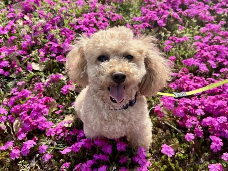 Photo, toy poodle, moss phlox, pink, 