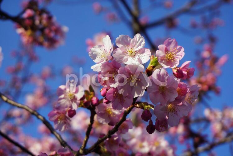 寒桜　② 背景,風景,自然の写真素材