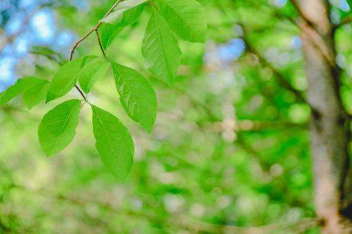 新緑の葉っぱ 新緑の葉っぱの写真