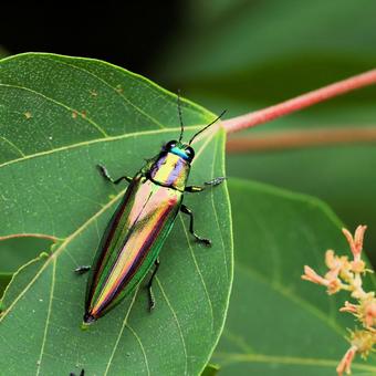 タマムシ タマムシ タマムシ,昆虫,ヤマトタマムシの写真素材