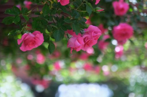 薔薇 薔薇の写真