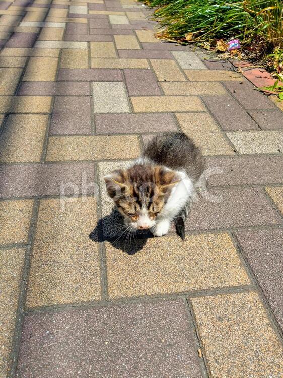 歩道にうずくまる野良猫(子猫) 野良猫,子猫,猫の写真素材