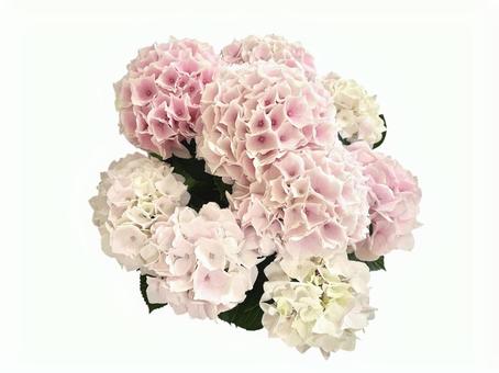 紫陽花 プレゼント 紫陽花 プレゼントの写真