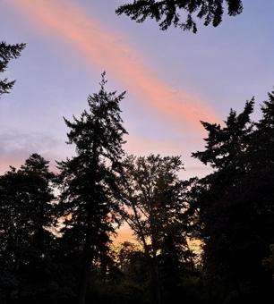 夕日 森 夕日 森の写真