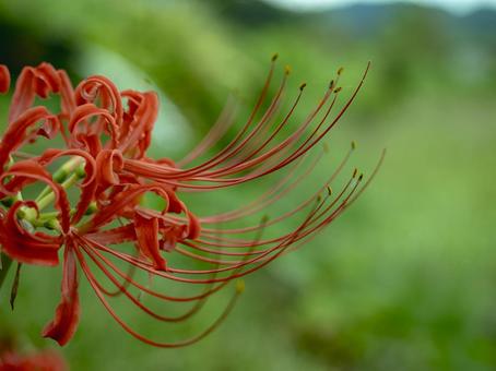 あぜ道に咲く秋の紅 あぜ道に咲く秋の紅 ヒガンバナ,曼珠沙華,花の写真素材