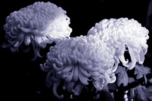 大菊 モノクロ 大菊,古典菊,モノクロの写真素材