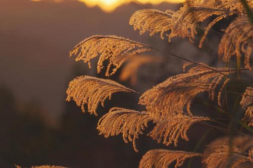 Japanese silver grass, JPG Japanese silver grass, JPG