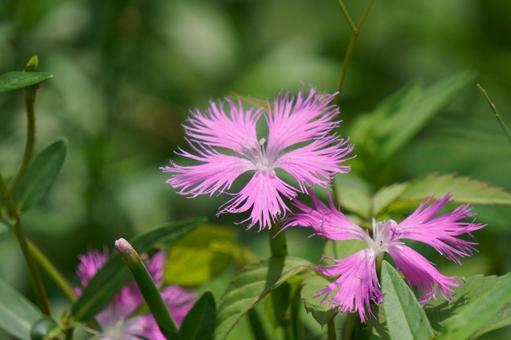 カワラナデシコ カワラナデシコ カワラナデシコ,花,ピンクの写真素材