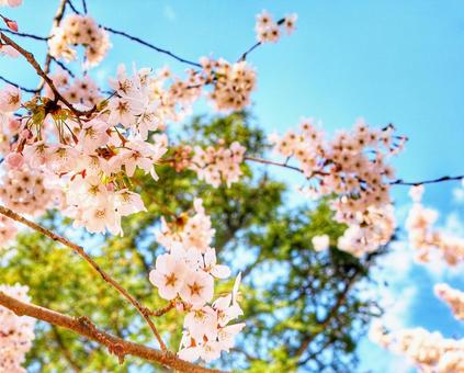 桜の花と針葉樹 桜,花,針葉樹の写真素材
