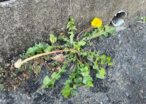 道端で堂々と咲くタンポポA_711L タンポポ,ダンデライオン,黄の写真素材