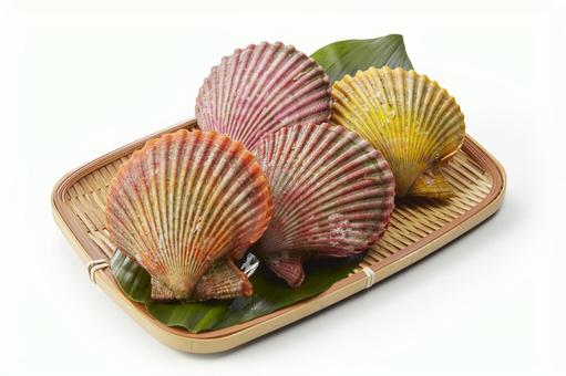 ヒオウギ貝(バック飛ばし、影イキ) ヒオウギ貝(バック飛ばし、影イキ) ヒオウギ貝,白バック,緋扇貝の写真素材
