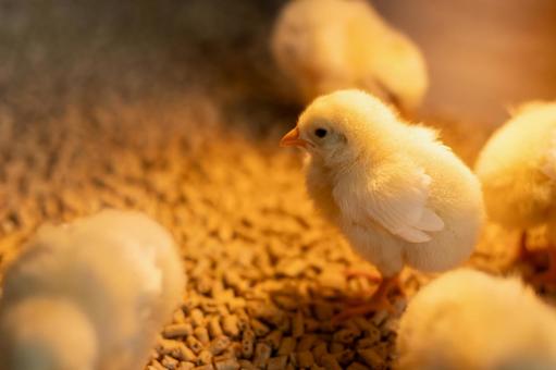 歩く元気なヒヨコの全身 ヒヨコ,餌,歩くの写真素材