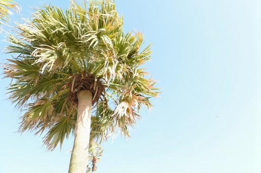 風になびくフェニックス 風になびくフェニックスの写真