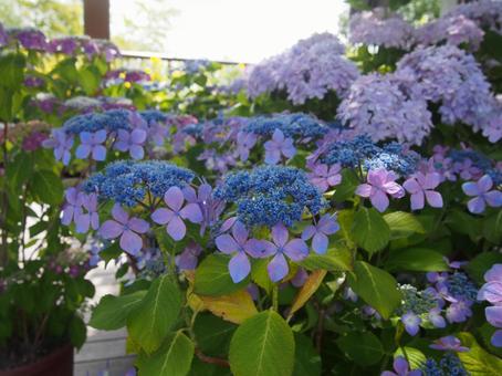 紫陽花 紫陽花の写真