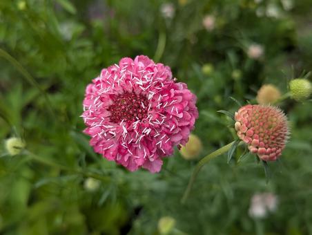 スカビオサの花 5 スカビオサの花 5の写真
