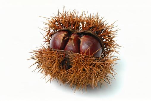 栗入りイガ 栗,クリ,くりの写真素材