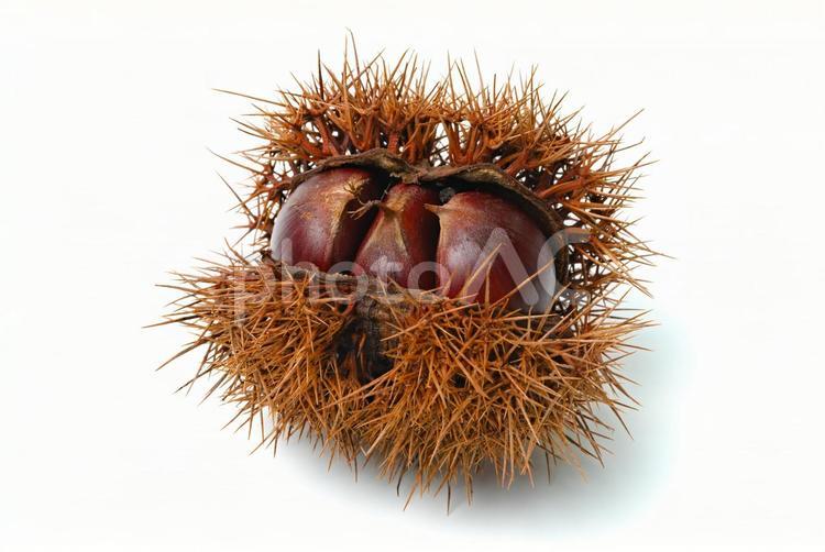 栗入りイガ 栗,クリ,くりの写真素材