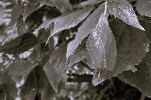 ウナズキヒメフヨウ(頷き姫芙蓉) ウナズキヒメフヨウ(頷き姫芙蓉) 花,ウナズキヒメフヨウ,頷き姫芙蓉の写真素材