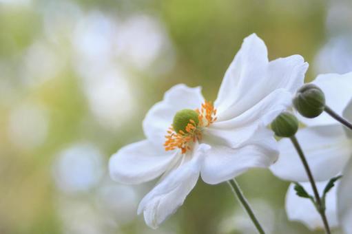 รูปถ่าย, สวยงาม, close-up, เป็นธรรมชาติ, 