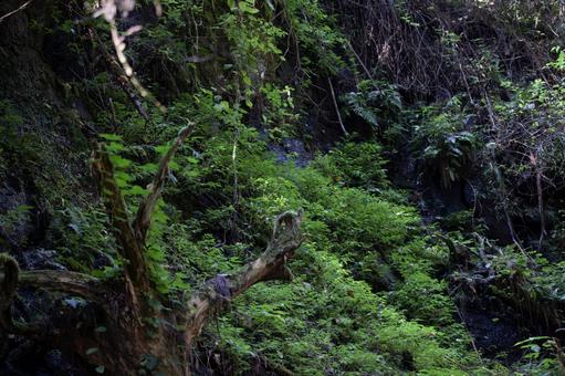 森林に生い茂る苔 森林に生い茂る苔 自然,風景,絶景の写真素材