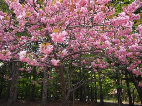 桜8 桜8の写真