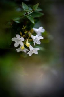 アベリア アベリアの写真