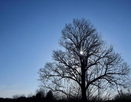 枝だけになった木のシルエット4 枝だけになった木のシルエット4 木,公園,外の写真素材