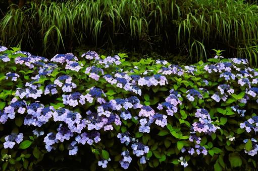 Photo, nishiizu-machi, cape anjo, park, 