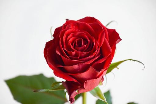 赤いばら バラ,薔薇,赤の写真素材