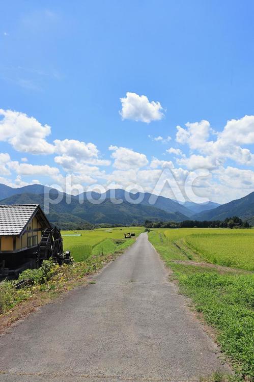 夏の貝田集落　１５ 大山,貝田集落,棚田の写真素材
