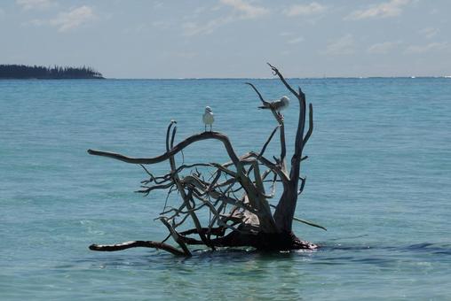ニューカレドニア ノカンウイ島32 鷗 ニューカレドニア ノカンウイ島32 鷗の写真