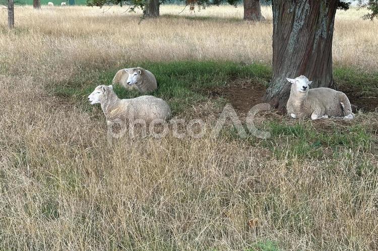 ニュージーランドの羊界での仲間外れ 草,自然,草むらの写真素材