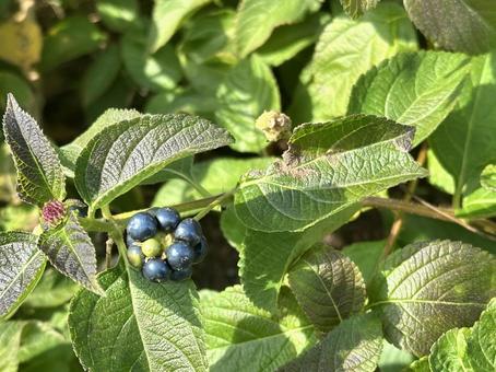 日差しを受けるランタナの実 ランタナ,木の実,植物の写真素材