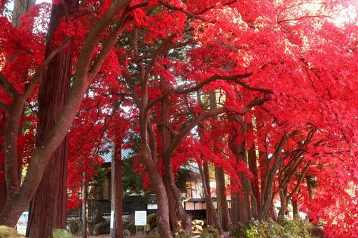 長円寺の紅葉 長円寺,茅野,赤の写真素材