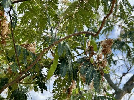 Silk tree legumes, JPG Silk tree legumes, JPG