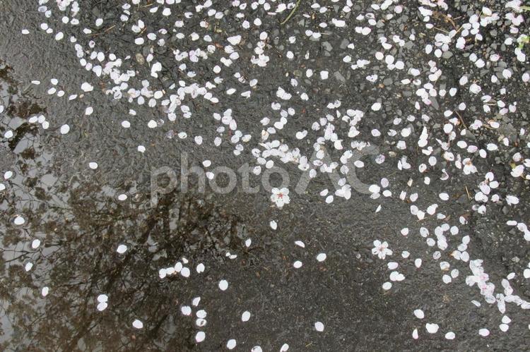 雨上がりの車道に染み入る桜の花びら 花びら,桜,植物の写真素材