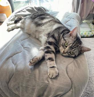 くつろぐ猫ちゃん 猫,ゴロゴロする,休憩の写真素材