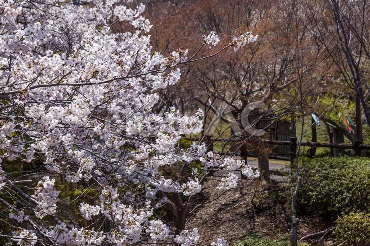 滝頭桜まつり16（田原市） サクラ,桜,田原市の写真素材