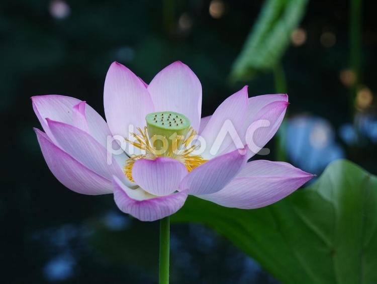 ハスの花【極楽浄土】 ハス,蓮,ハスの花の写真素材