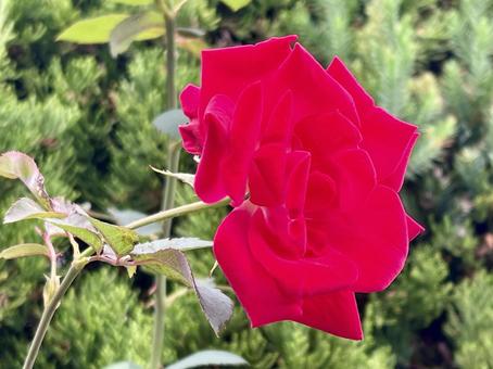 真紅の薔薇　ばら 赤,花,ばらの写真素材